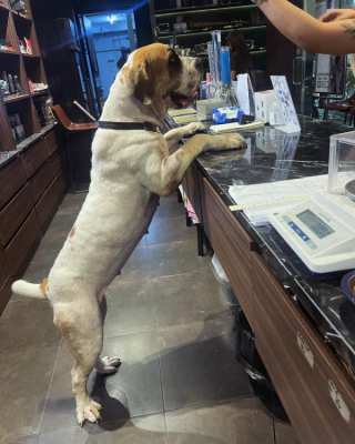 African Boerboel 