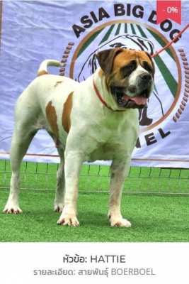 African Boerboel 