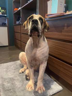 African Boerboel 