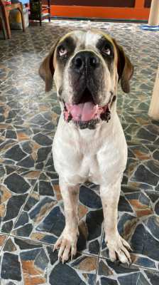 African Boerboel 