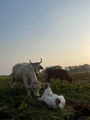 African Boerboel 