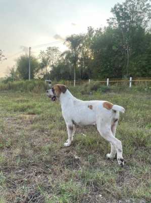 African Boerboel 