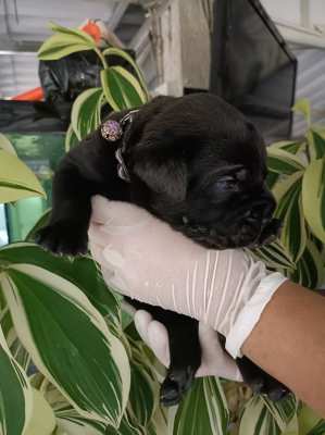 Cane Corso Italian Mastiff 