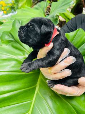 Cane Corso Italian Mastiff 