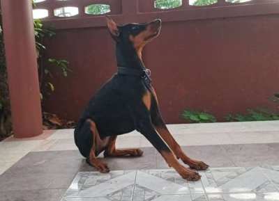 Doberman Puppy 