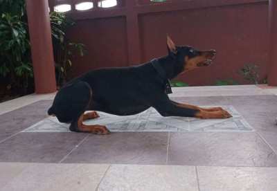 Doberman Puppy 