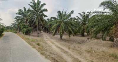 #1647 300rai Oil Palm Farm on Main Road