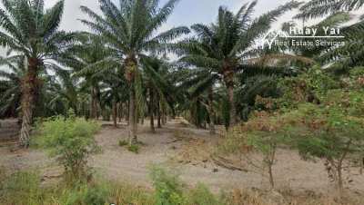 #1647 300rai Oil Palm Farm on Main Road