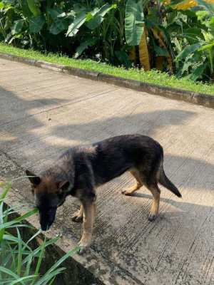 German Shepherd Puppies for SALE