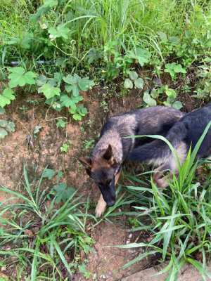 German Shepherd Puppies for SALE