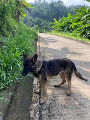 German Shepherd Puppies for SALE