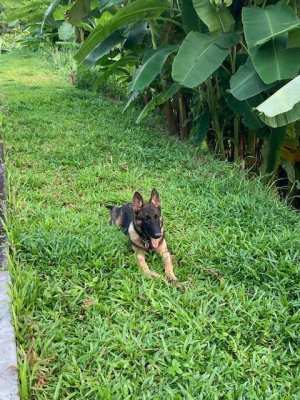 German Shepherd Puppies for SALE