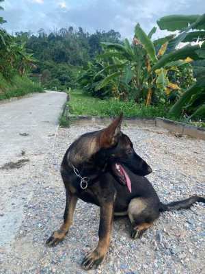 German Shepherd Puppies for SALE