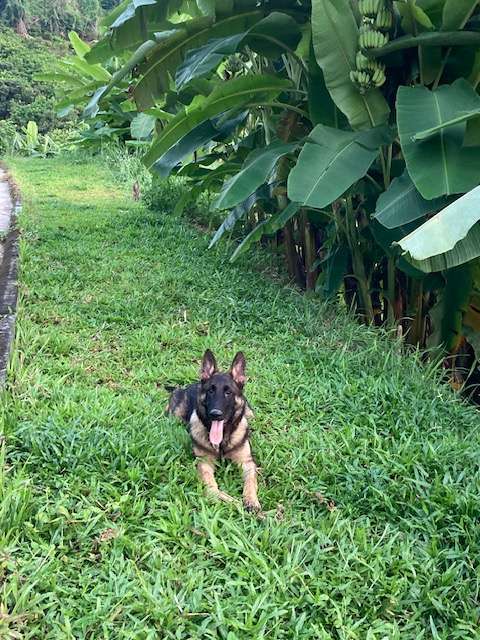 German Shepherd Puppies for SALE