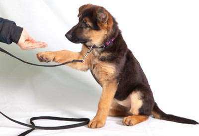 Dog & Puppy Training Obedience 