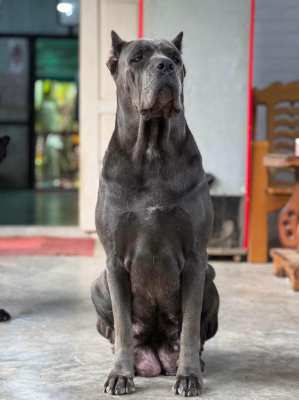 Cane Corso Italian Mastiff 