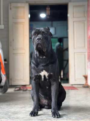 Cane Corso Italian Mastiff 