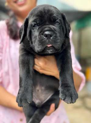 Cane Corso Italian Mastiff 