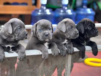 Cane Corso Italian Mastiff 