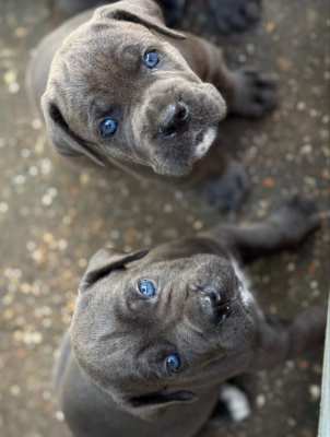 Cane Corso Italian Mastiff 