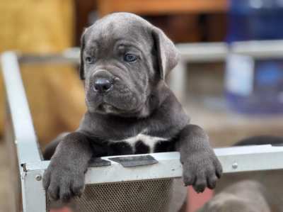 Cane Corso Italian Mastiff 