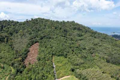 ⭐ LAND FOR SALE - KOH LANTA YAI - FREEHOLD ⭐⚡ PRICED FOR QUICK SALE ⚡