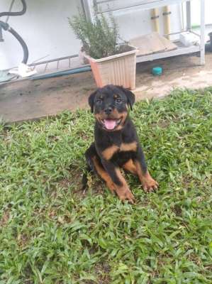 Rottweiler Puppies