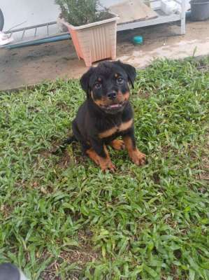 Rottweiler Puppies