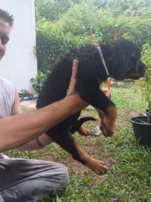 Rottweiler Puppies