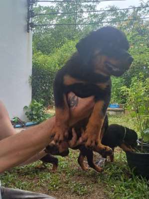 Rottweiler Puppies