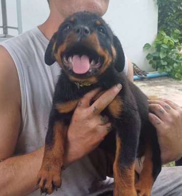 Rottweiler Puppies