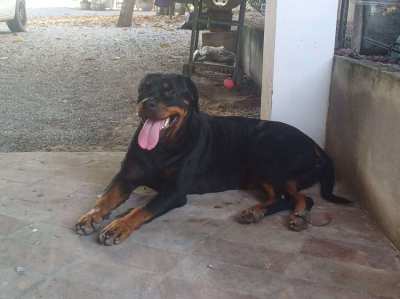 Rottweiler Puppies