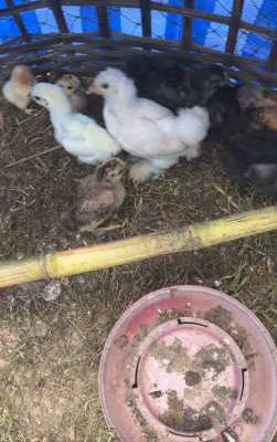 Baby Chicks & Turkeys