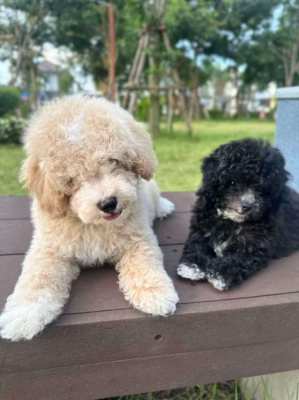 Beautiful  Male Apricot Toy Poodle